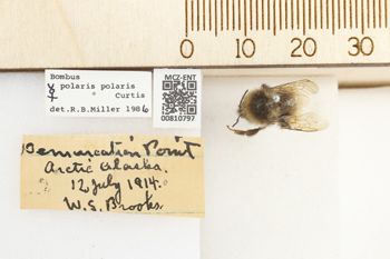 Media type: image;   Entomology 810797 Aspect: labels